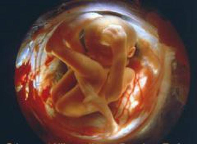 беременность развитие плода на 5 месяце